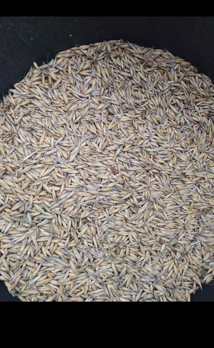 Owies harnaś  harnaś