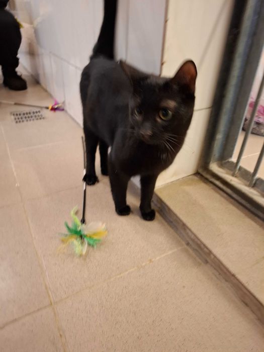 Bergamo-czy kiedykolwiek pozna smak prawdziwego?