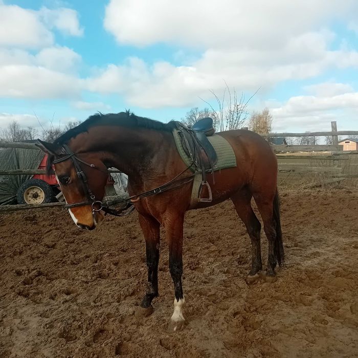 3,5 letni koń sportowy