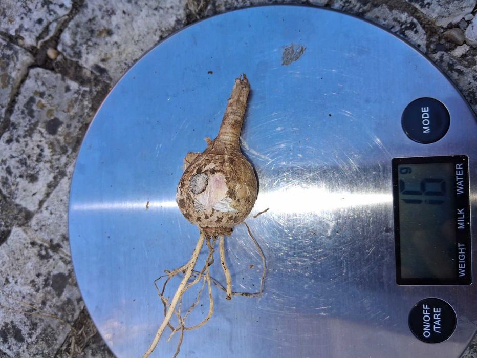 Bolbos Amaryllis Belladonna