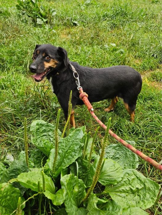 Pies do adopcji 6 lat