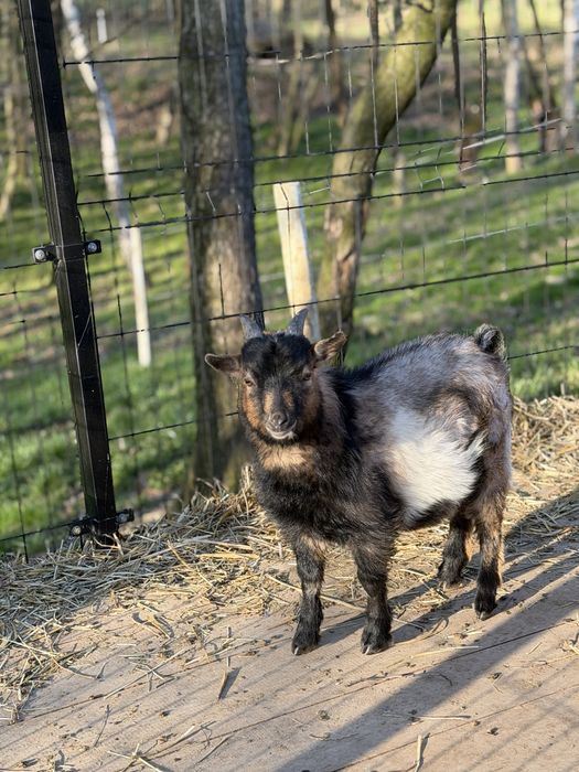 Capek Miniaturka Dyzio  na sprzedaż