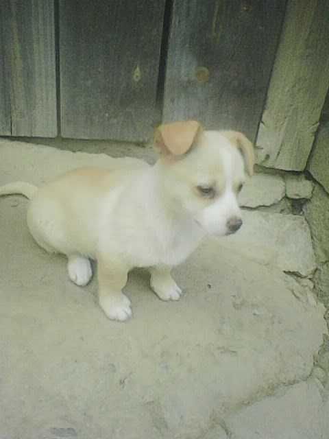 Oddam dwie małe suczki