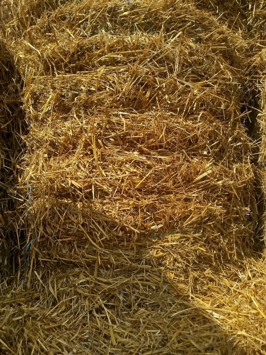 Słoma bela (składowana pod dachem )
