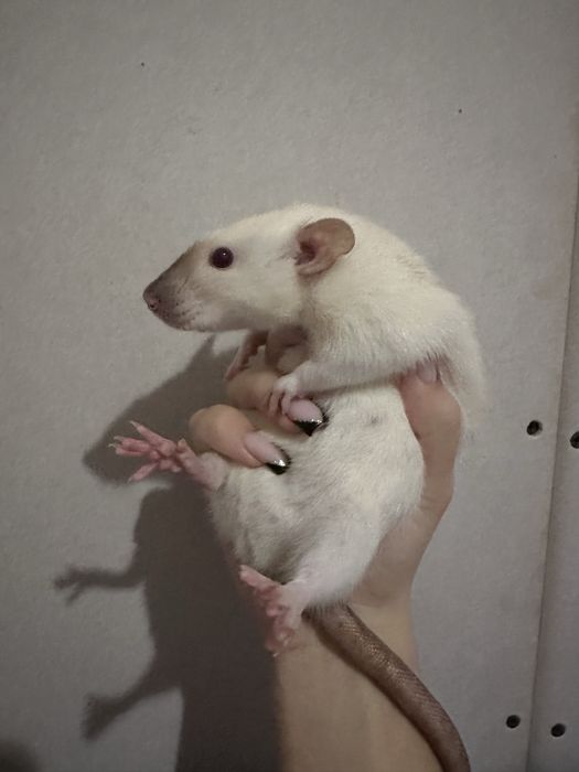 Пацюки декоративні 2 самки