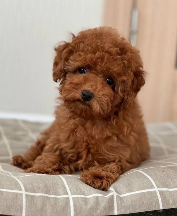 Найкращій малиш той пудель ,