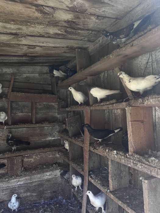 Sprzedam gołębie różnych ras