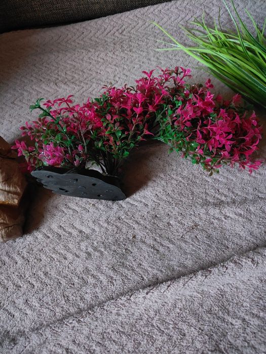 Rośliny do akwarium