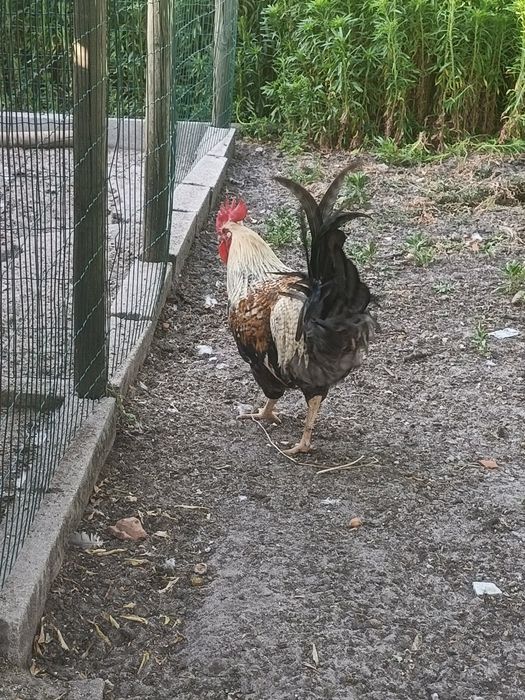 Galos, Sem Raça e Brahma