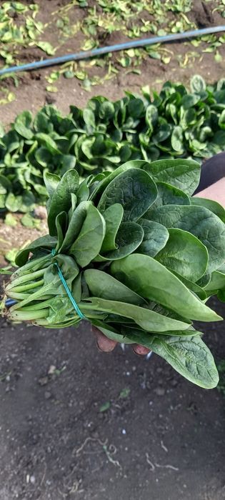 Укроп , Петрушка, шпинат , щавель , рукола, кінза,салат Опт та роздріб