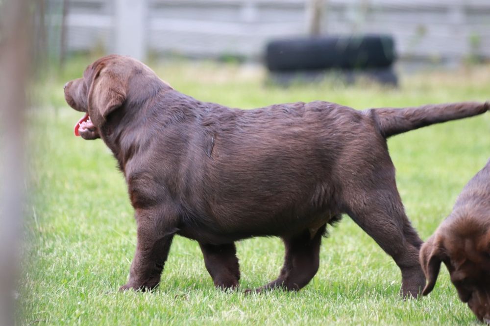 Labrador Retriever - (FCI)