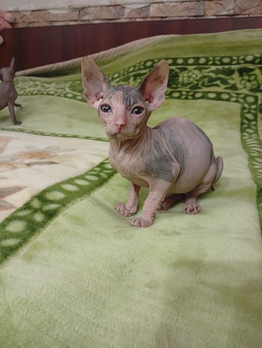 Канадский сфинкс