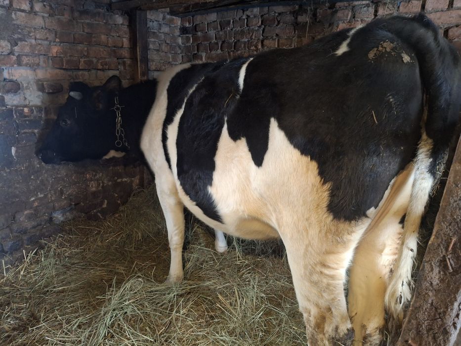 Продам теличку в лютому срок