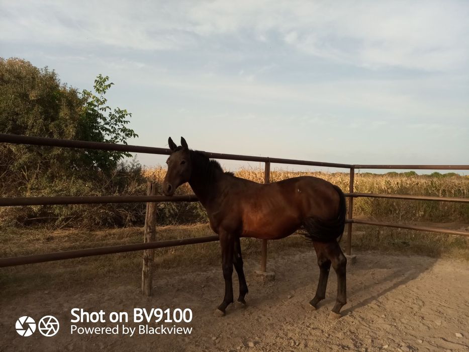 Продам лошадь, продаються жеребята