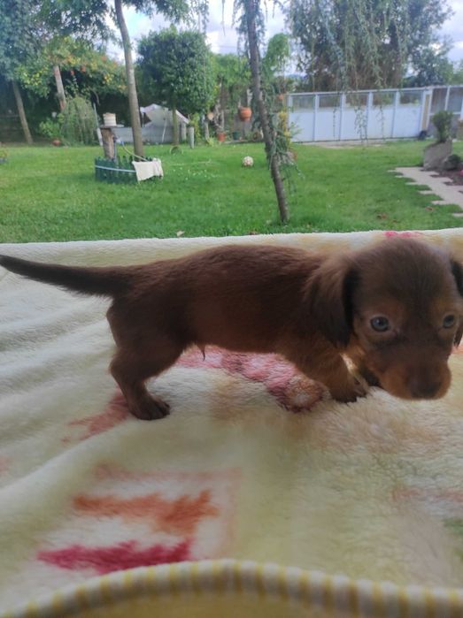 Tekel  miniatura pêlo Longo atenção com pedigree