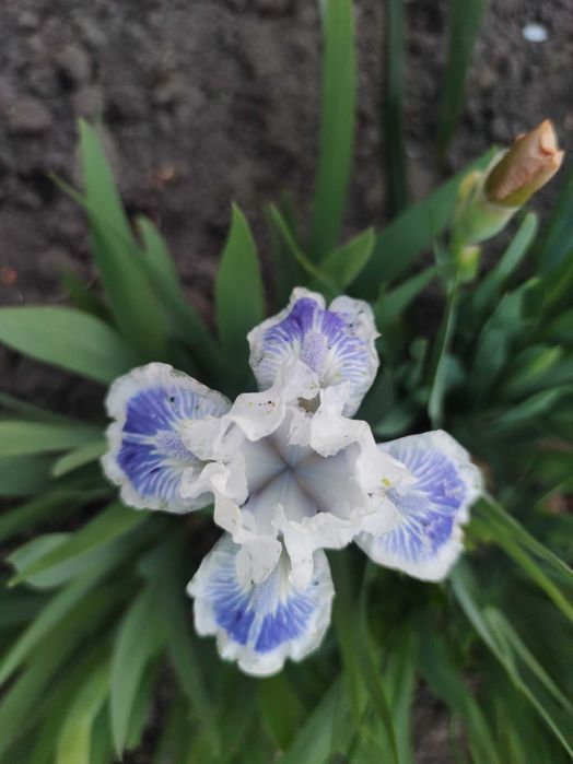 Карликові іриси набір