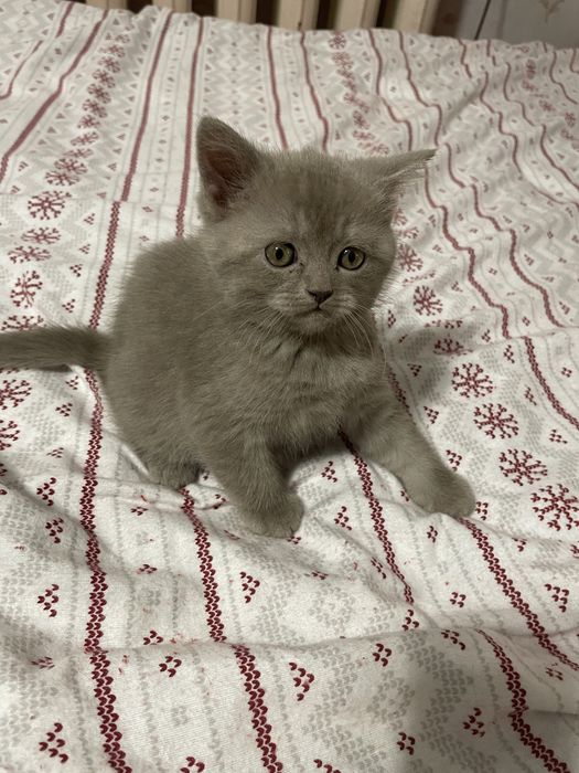 Шотландские котята