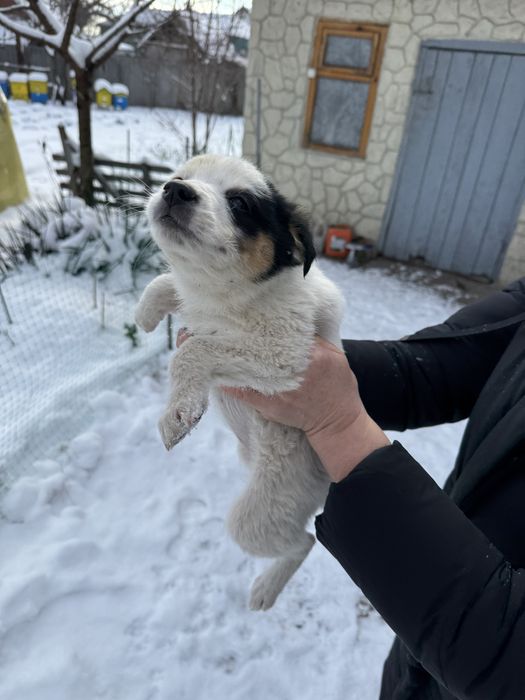 Цуценята шукають дім (від 22.10) - дівчинка