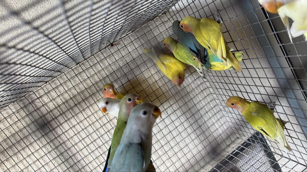 Vende-se rodeicollis