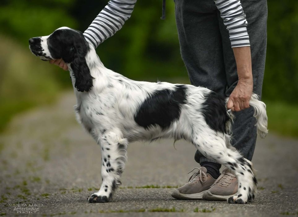 Springer Spaniel Angielski. Biało - czarny samiec .