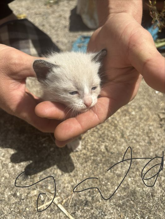 Dou gatinhos muito fofos