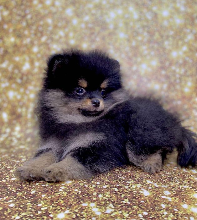 Померанский шпиц