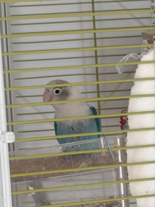 Vendo casal de Fischers