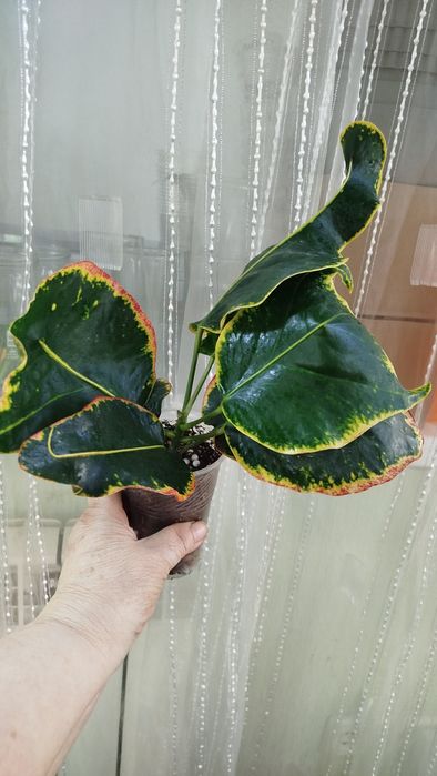 Кум Па Гум колекц. Сорт кротонів