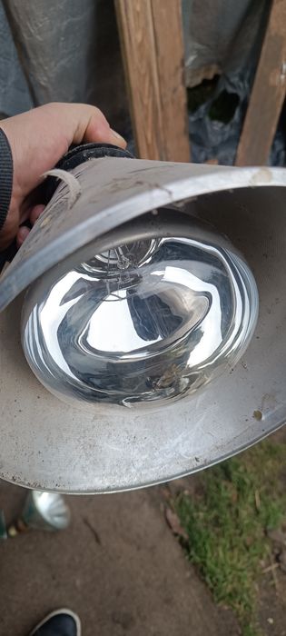 Lapa grzewcza do hodowli pisklat