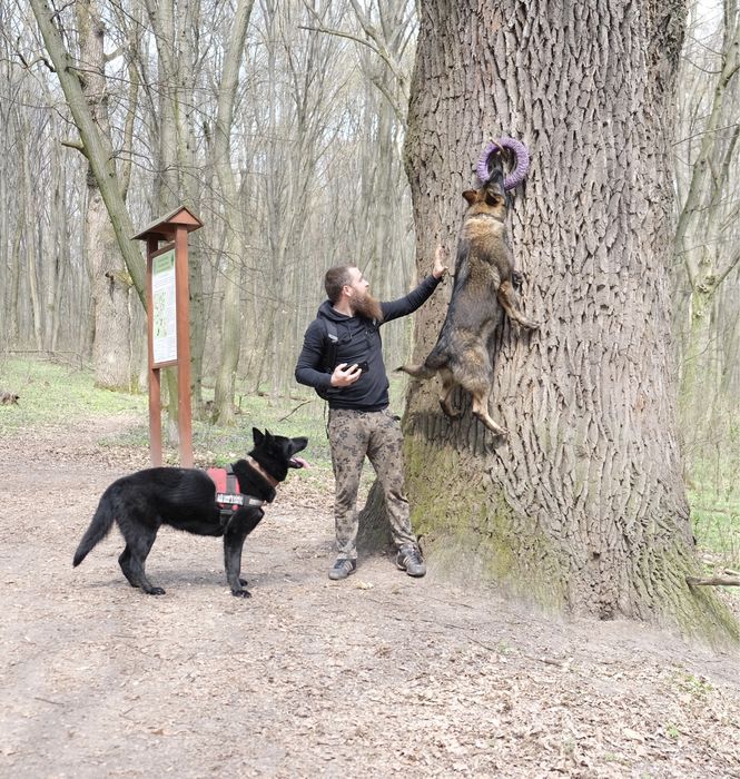 Послуги кінолога. Дресирування.