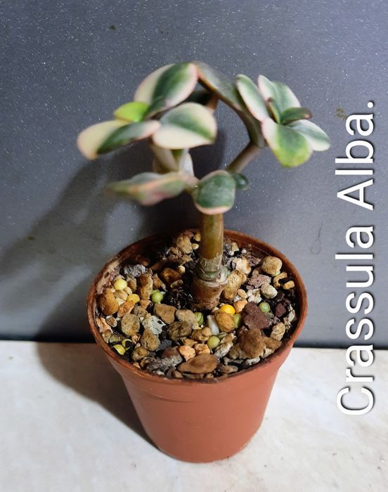 Редкие, коллекционные сорта крассул.