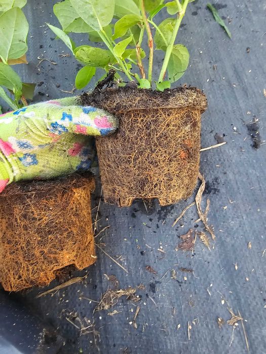 BORÓWKA AMERYKAŃSKA!Gęste,zdrowe Sadzonki!2 LETNIE! Od Producenta!