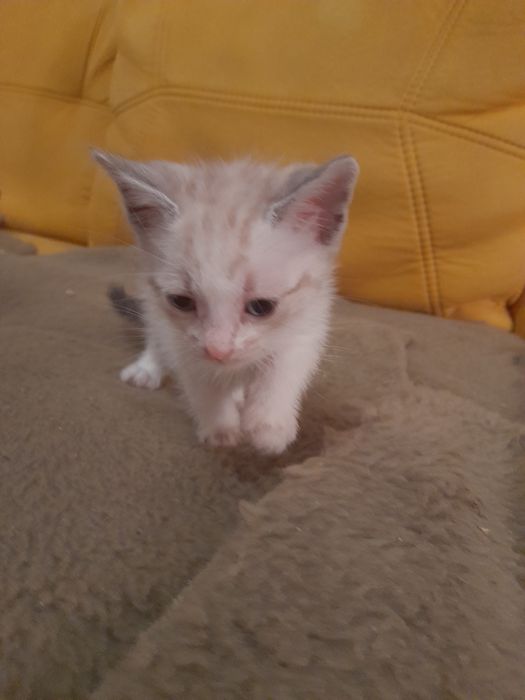 Dou gatinho para adopção