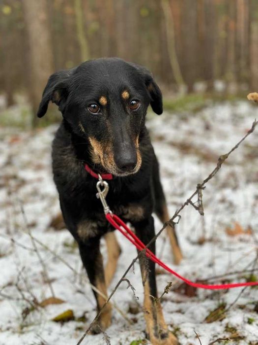 TOSIA - około 2 letnia suczka