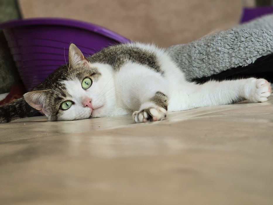 Piękna Pyza szuka domu