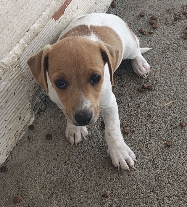 Jack Russell terrier macho puro