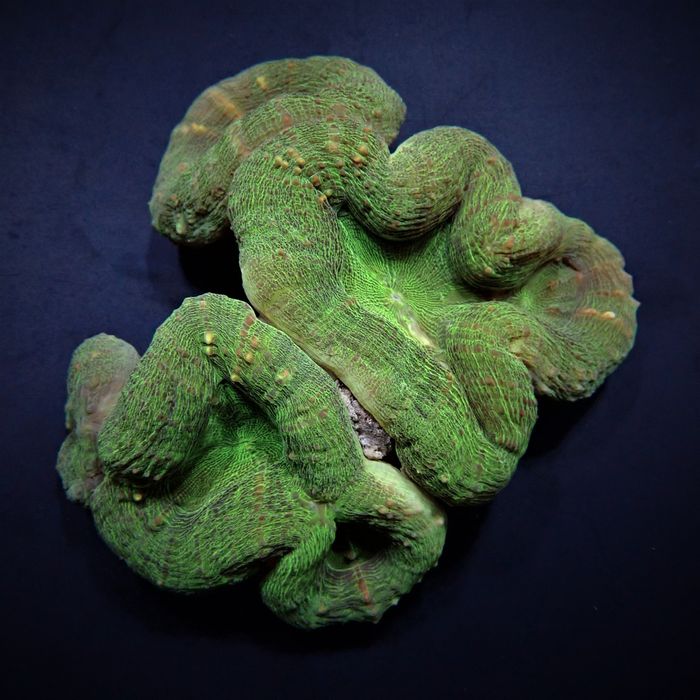 Lobophyllia (Green)