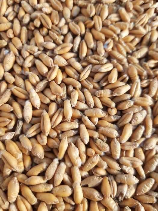 Pszenżyto zbiory 2025