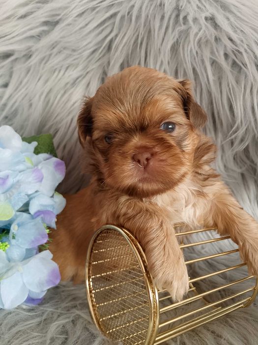 Śliczny piesek rasy Shih-Tzu