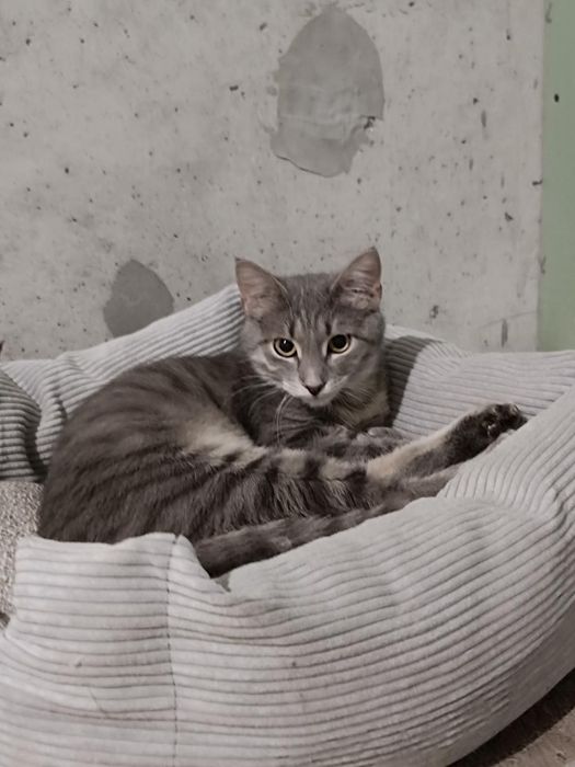 котёнок бесплатно