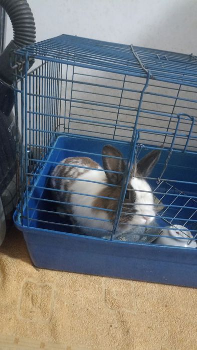 Декоративний кролик