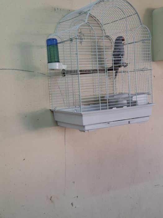 Aratinga sol domésticada,  ring neck violeta , casal caturras mutação  , fêmea domésticada  e  4 gaiolas onde estão