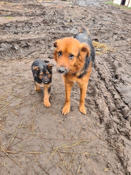 Oddam pieski w dobre ręce