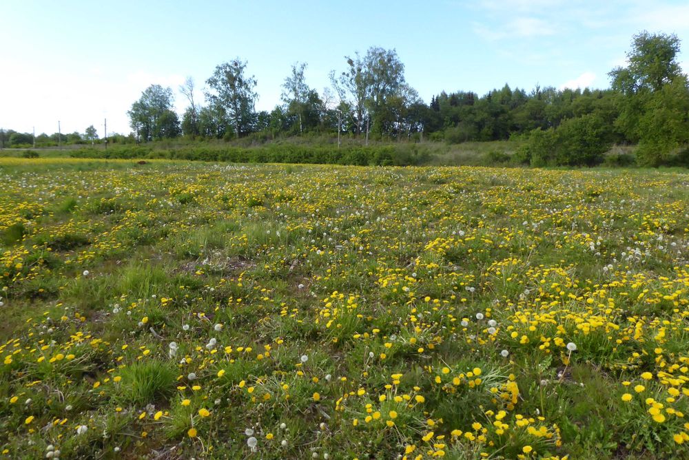 Działka pod OSTRÓDĄ z warunkami zabudowy IDZBARK u. Kamratów