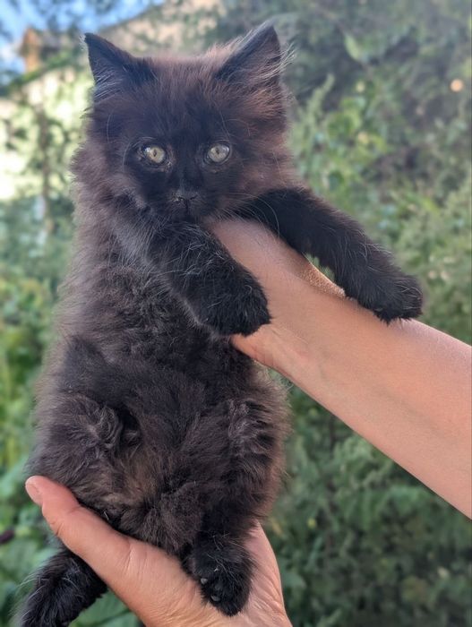 Безкоштовно котик