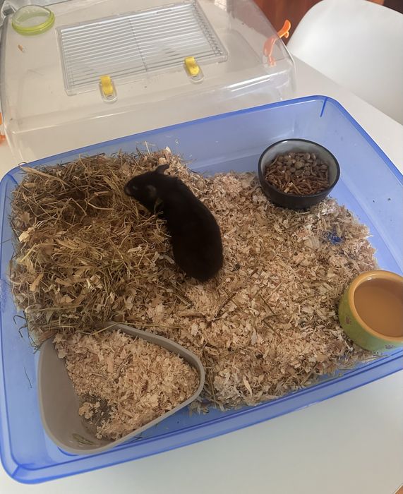 Gaiola de hamster completa