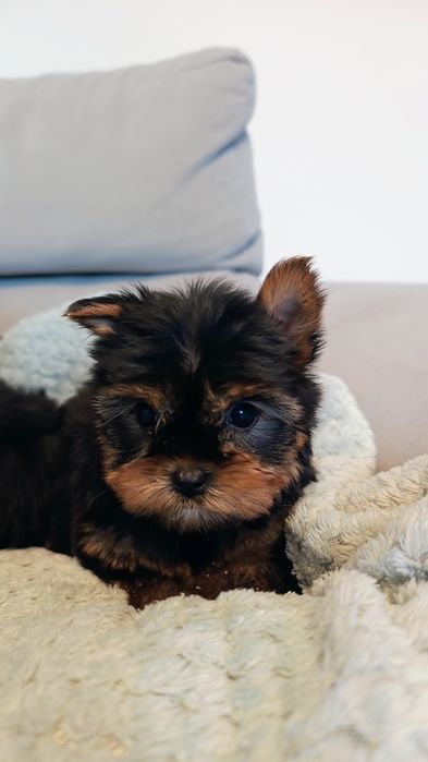 Yorkshire terrier suczka