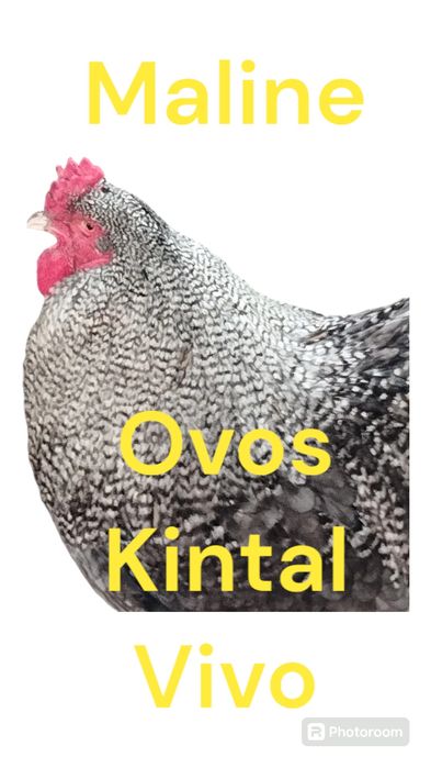 Ovos galinha de raça