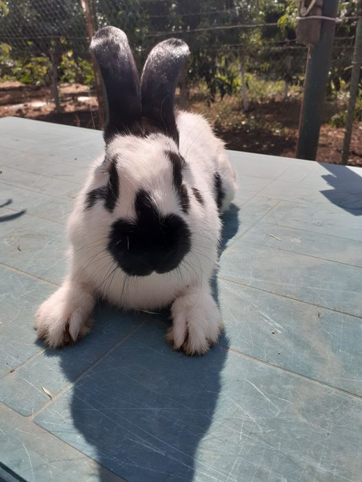 НСВ-строкачи. Александровка.200грн.