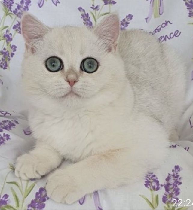 Хлопчик срібна шиншила !
